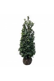 Prunus laurocerasus Ani PBR bala 150-175 cm ekstra