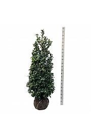 Prunus laurocerasus Ani PBR bala 150-175 cm extra