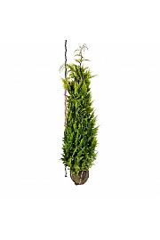 Chamaecyparis lawsoniana Ivonne bala 180-200 cm extra