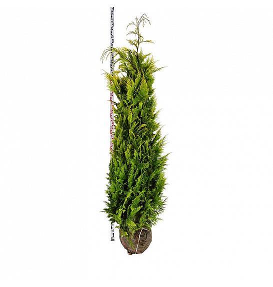 Chamaecyparis lawsoniana Ivonne bala 180-200 cm extra