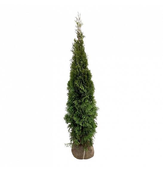 Thuja occidentalis Smaragd bala 200-225 cm