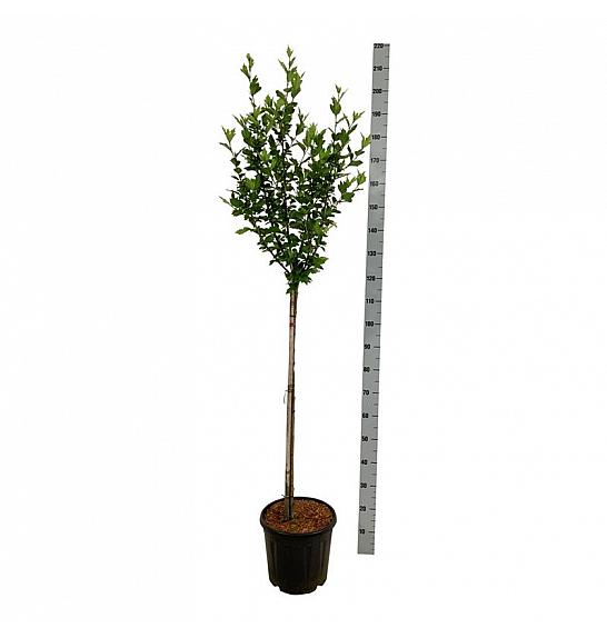 Hibiscus syriacus Woodbridge C15 Lit. Na steblu 90 cm