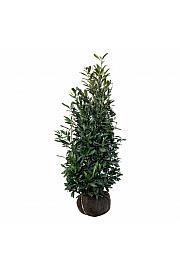 Prunus laurocerasus Herbergii bala 150-175 cm extra