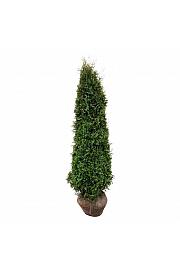 Thuja occidentalis Pyramidalis Compacta bala 200-225 cm extra