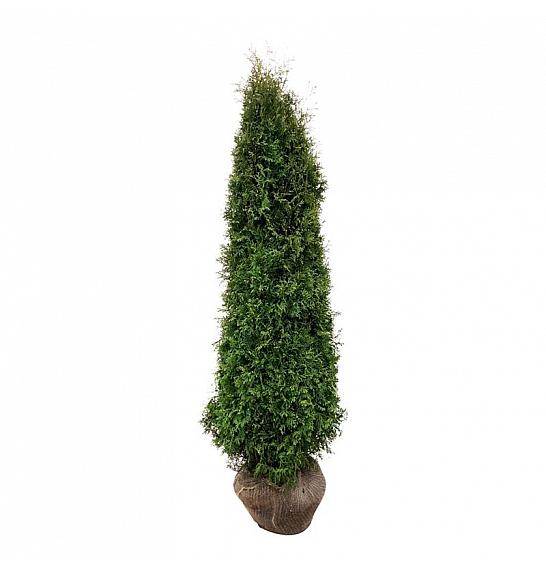 Thuja occidentalis Pyramidalis Compacta bala 200-225 cm extra