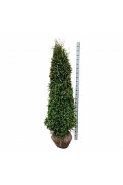 Thuja occidentalis Pyramidalis Compacta bala 200-225 cm extra