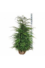 Bale Tsuga canadensis 125-150 dodatno