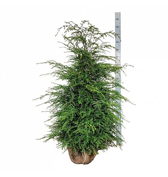 Bale Tsuga canadensis 125-150 dodatno