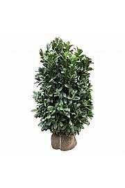 Prunus laurocerasus Bonaparte PBR bala 125-150 dodatno