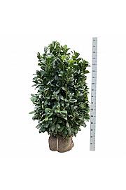 Prunus laurocerasus Bonaparte PBR bala 125-150 cm extra