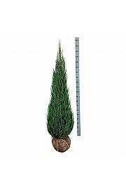Juniperus scopulorum Blue Arrow bala 150-175 cm ekstra