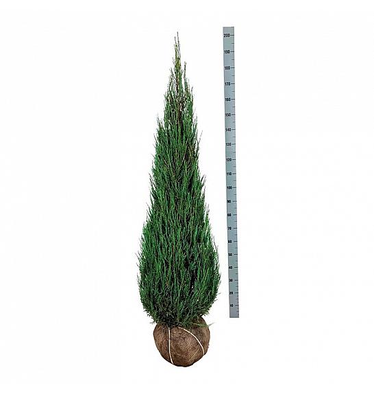 Juniperus scopulorum Blue Arrow bala 150-175 cm extra