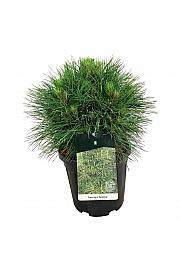 Pinus nigra Spielberg C15 Lit. 40-50 cm