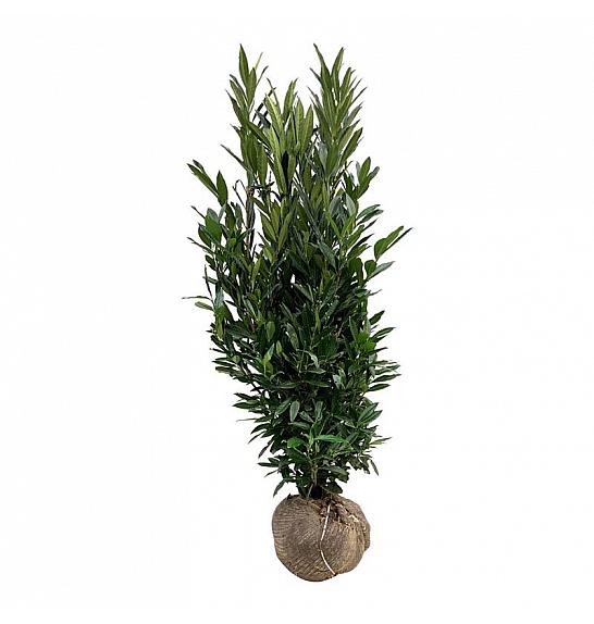 Prunus laurocerasus Renault Ace ® bala 175-200 cm extra