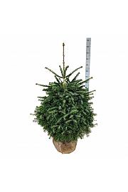 Abies nordmanniana bala 100-125 cm dodatno