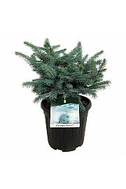 Picea pungens Karpaten C15 Lit. 40-50 cm