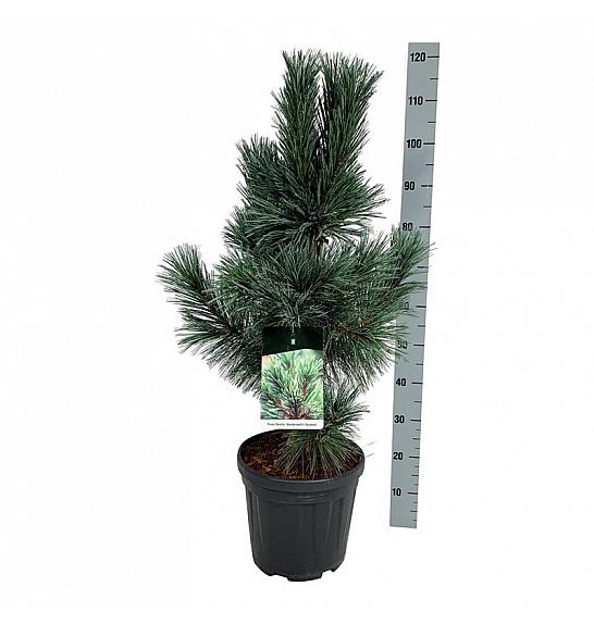 Pinus flexis Vanderwolfs Pyramid C15 Lit. 60-80 cm