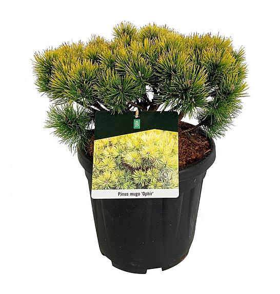 Pinus mugo Ophir C15 Lit. 30-40 cm
