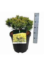 Pinus mugo Ophir C15 Lit. 40-50 cm