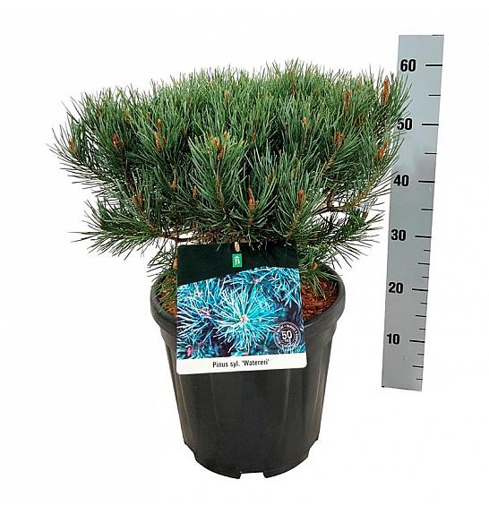 Pinus sylvestris Watereri C15 Lit. 30-40 cm