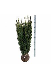 Taxus baccata David bala 100-120 cm extra