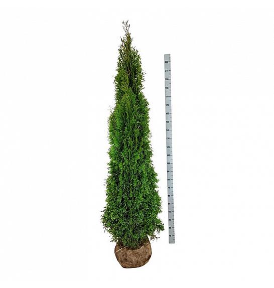 Thuja occidentalis Smaragd bala 200-225 cm extra