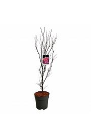 Acer palmatum Skeeter´s Broom C15 Lit. 100-125 cm