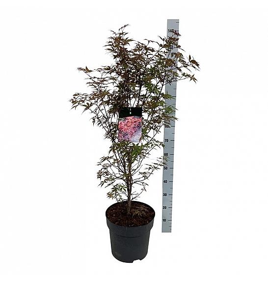 Acer palmatum Skeeter´s Broom C15 Lit. 100-125 cm