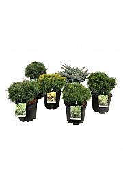 Ekskluzivna mješavina četinjača C15 Lit. 40-50 cm