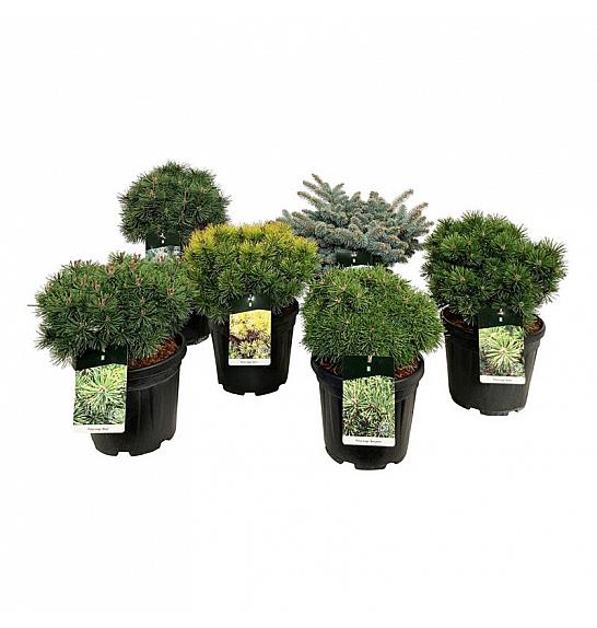 Ekskluzivna mješavina četinjača C15 Lit. 40-50 cm