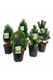 Ekskluzivna mješavina četinjača C15 lit. 50-60 cm