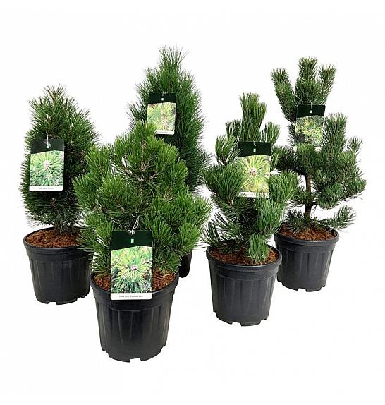 Ekskluzivna mješavina četinjača C15 lit. 50-60 cm