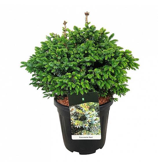 Picea omorika Nana C15 Lit. 40-50 cm