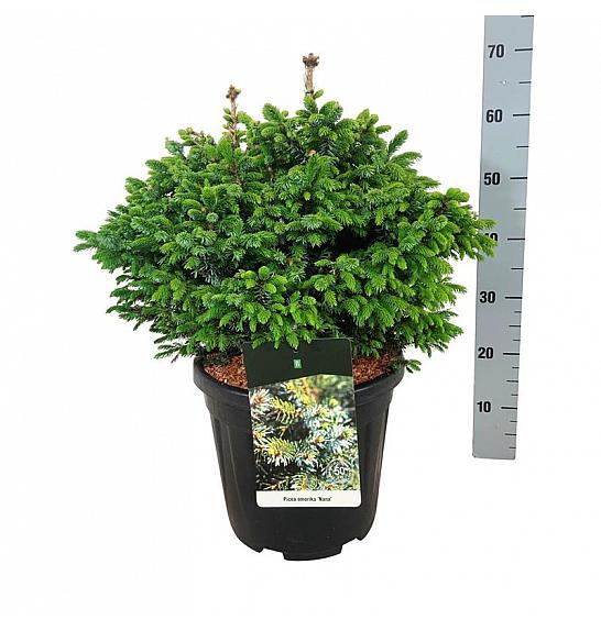Picea omorika Nana C15 Lit. 40-50 cm