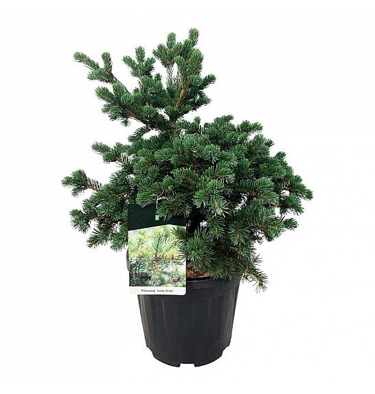 Picea pungens Lucky Strike C15 Lit. 50-60 cm