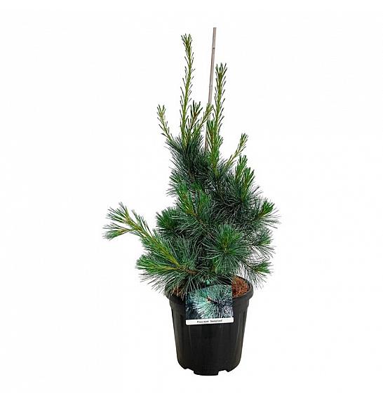 Pinus monticola Ammerland C15 Lit. 60-80 cm