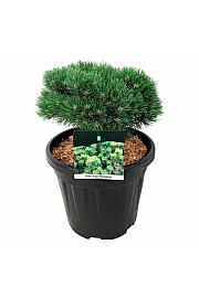Pinus mugo Heideperle C15 Lit. 25-30 cm