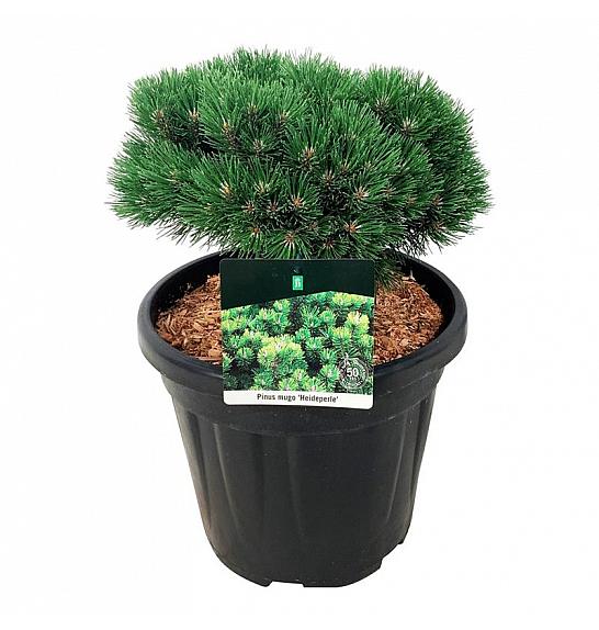 Pinus mugo Heideperle C15 Lit. 25-30 cm