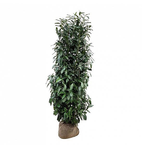 Prunus laurocerasus Elly bala 200-225 cm extra