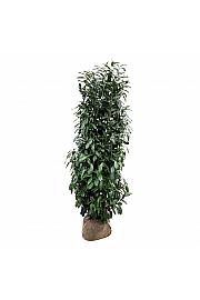 Prunus laurocerasus Elly bale 200-225 cm extra