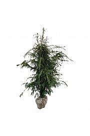 Taxus baccata Dovastoniana bala 160-180 cm ekstra