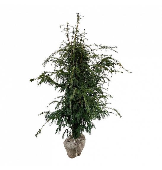 Taxus baccata Dovastoniana bala 160-180 cm extra