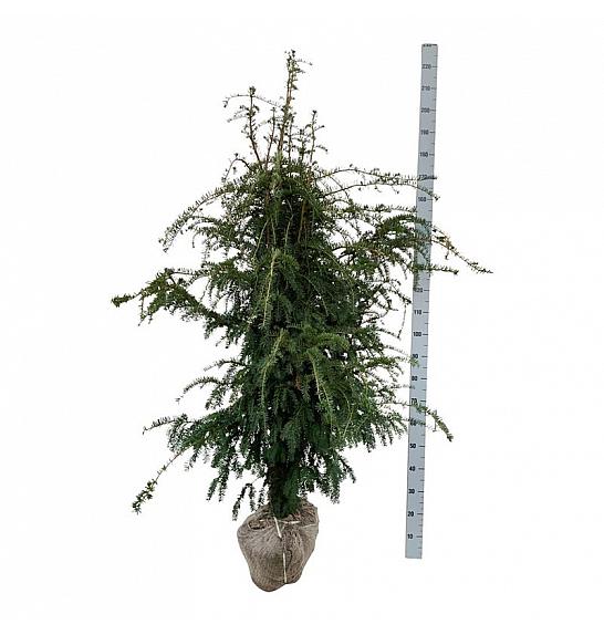 Taxus baccata Dovastoniana bala 160-180 cm extra