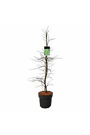 Acer palmatum dissectum C15 Lit. 100-125 cm