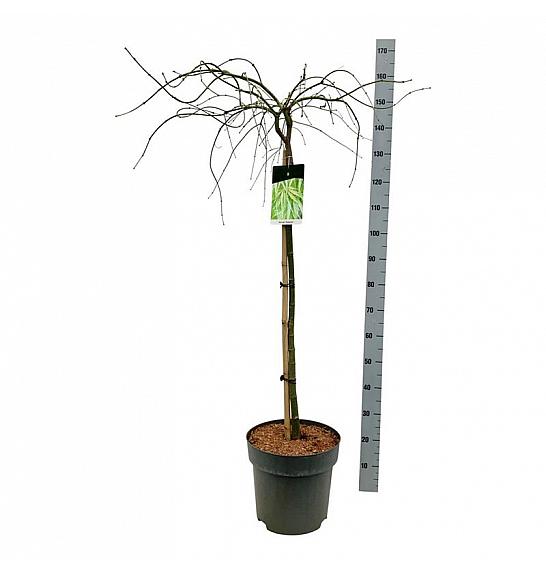 Acer palmatum dissectum Garnet C14 Lit. 100-125 cm