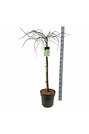 Acer palmatum dissectum Granat C15 Lit. 100-125 cm