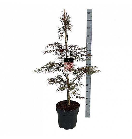 Acer palmatum dissectum Garnet C14 Lit. 100-125 cm