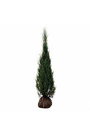 Juniperus scopulorum Blue Arrow bala 175-200 cm ekstra