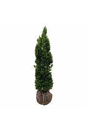 Taxus media Viridis bala 120-140 cm ekstra