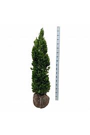 Taxus media Viridis bala 120-140 cm extra